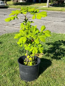 HORSE  CHESTNUT  TREE 🌰
