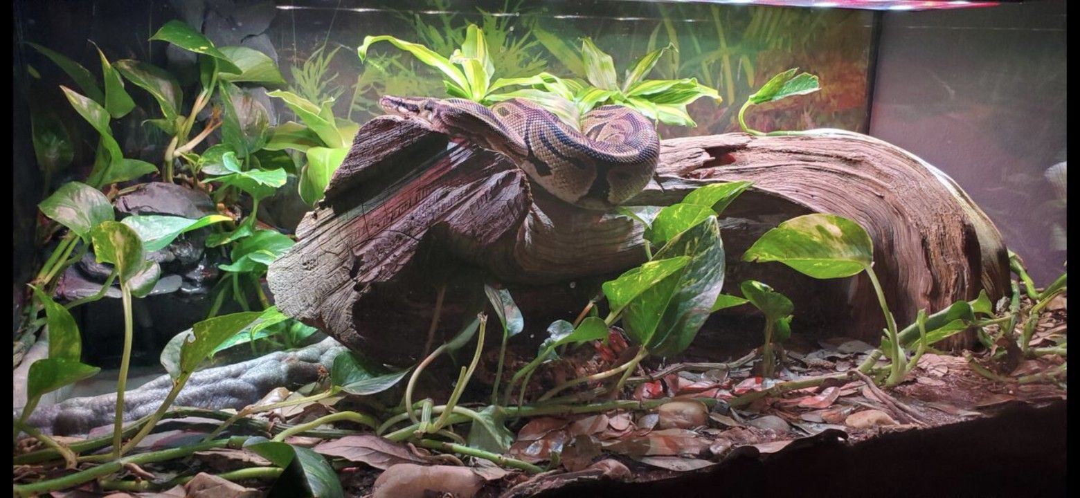 Bioactive Terrarium With Ball Python