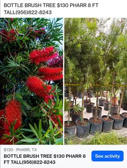 BOTTLE BRUSH TREE $130 PHARR 8 FT TALL(contact info removed)