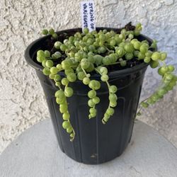 1 Gallon Pot Hanging Succulent Plant - Rare String of Pearls Variegated - Curio Rowleyanus - Established Plant - Drought Resistant -🪴
