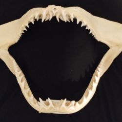 MACO shark jaw