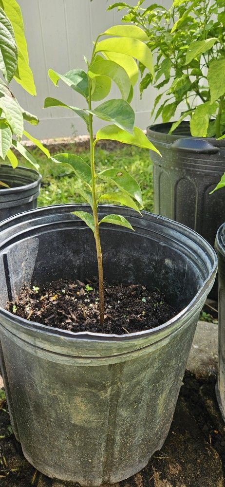 Soursop Plant 