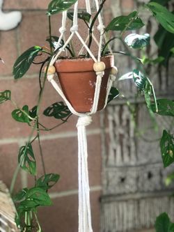 $7 Swiss cheese hanging plant