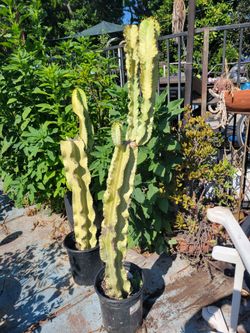 Euphorbia