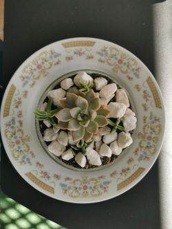 succulents Banquet Arrangement