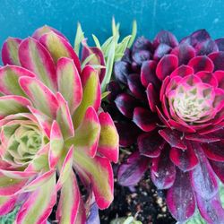 Aeonium Pink & Black King Kong