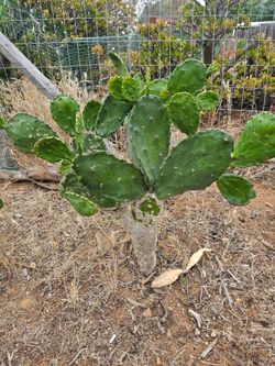 Two native prickly pear cactus plants, read description