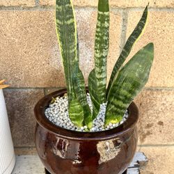 Snake Plant , San Siberia 