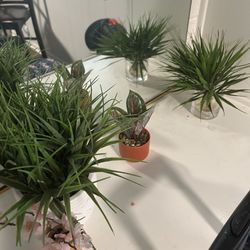 Free Fake Plants 