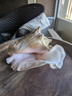 Beautiful Shell  For Table It Shelf