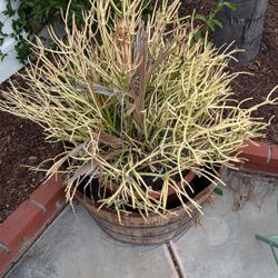 Plant Only With Clay Pot