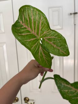 Syngonium pink plant CUTTING
