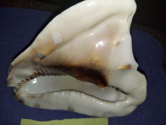 Decorative Helment Shell