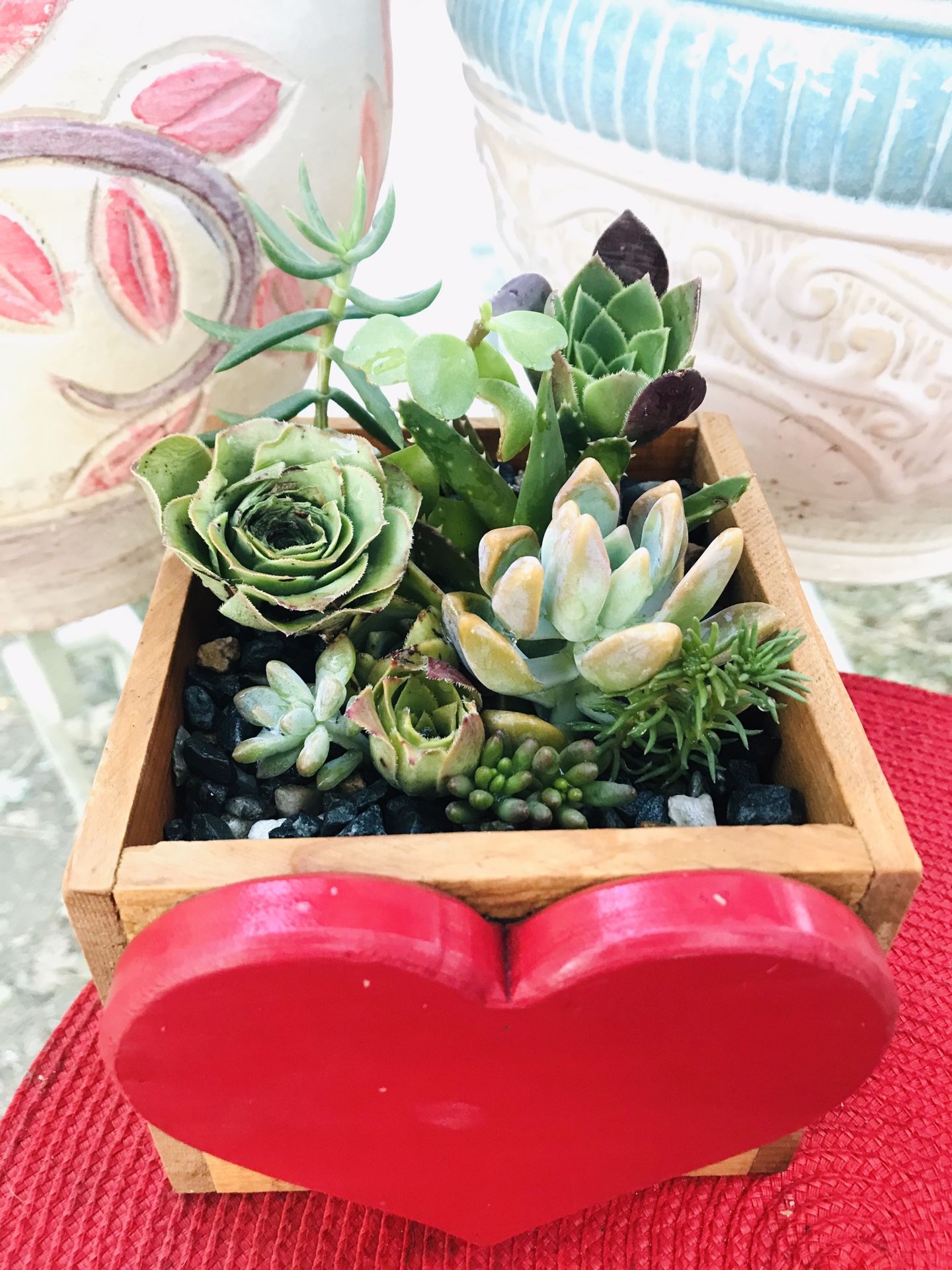 Succulent Arrangement