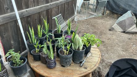 Plants/plantas