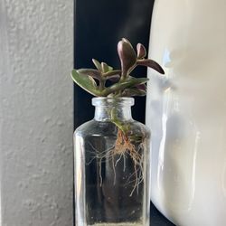 Cute Healthy Jade Cutting 