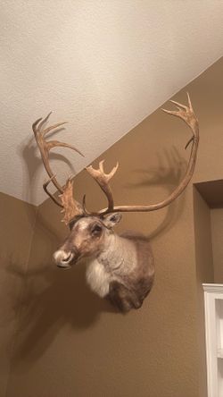 Caribou Shoulder Mount