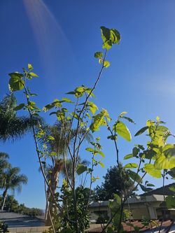 Mulberry Ever Bearing Tree Fruiting Huge