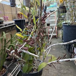 Dendrobium Anosmum (Phi điệp) (Có mùi thơm) Orchid