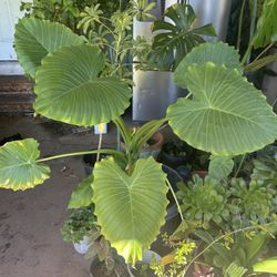 Elephant Ears Plant 