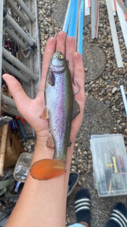 Lure