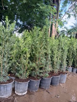 Podocarpus Hedges 15gl 5.5-6ft