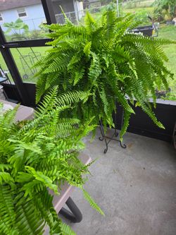 2 Helechos de Boston Frondosos / 2 Lush Boston Fern Live Plants