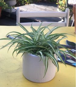 $5 Spider plant
