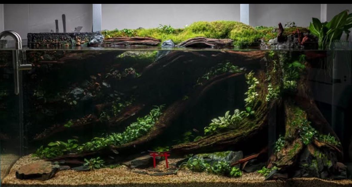 3D Fishtank Background