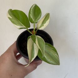 Beautiful Philodendron Rio Sport Plant