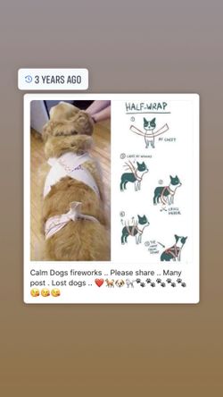 Please safe your ❤️🐕🐕🐕🐕🐕🐕