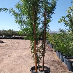 Hybrid Mesquite Trees 