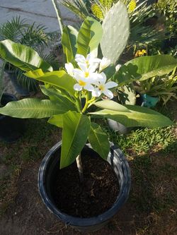 plumeria