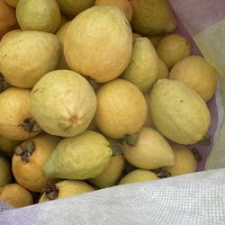 Organic Pink Guavas/Guayabas Rosas In The Tree