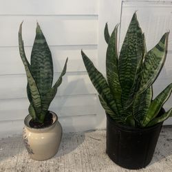 Snake Plant 