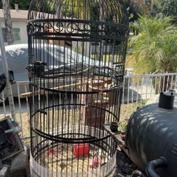 Bird Cage 