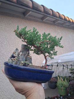 Juniper BONSAI Tree $48
