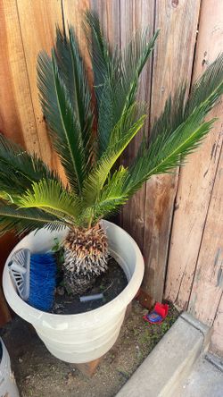 Palms Sage