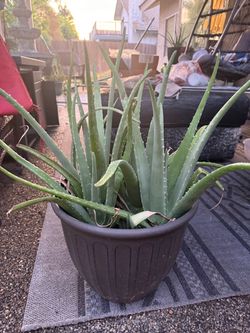 House plants