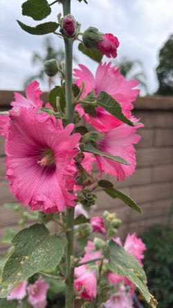 Hollyhock seeds