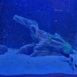 40 Gal Fish Tank Fresh Or Salt