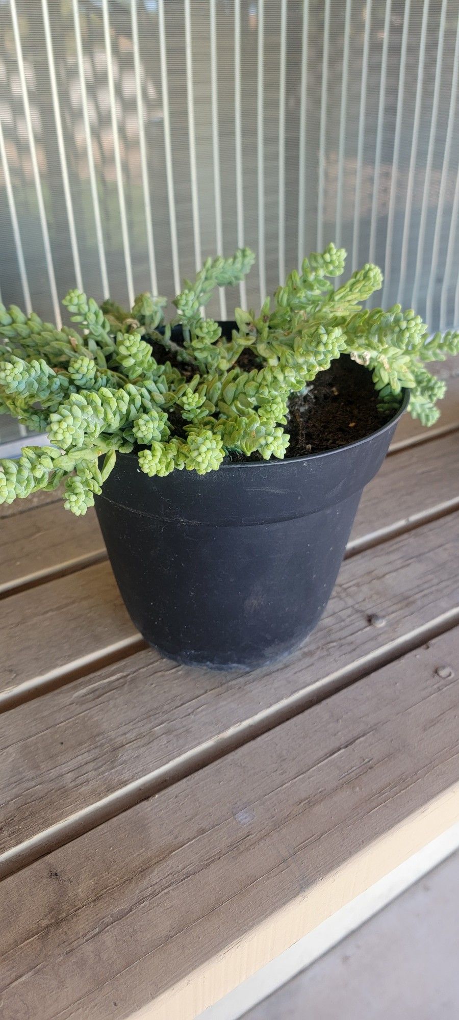 Succulent