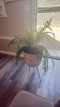 Decor plant 3ft tall