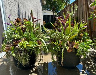Large Succulent and Cacti Plant Arrangements -$30 each