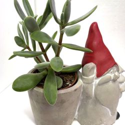 🎄🎁House Plant In Cute Cement Pot 3"-5"H x 5.5"W.