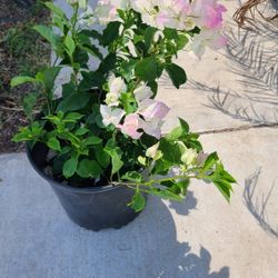 Bougainvillea Plants Gaspiadas White In Pink