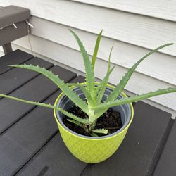Aloe Starter Plant - Indoor Succulent Plant 