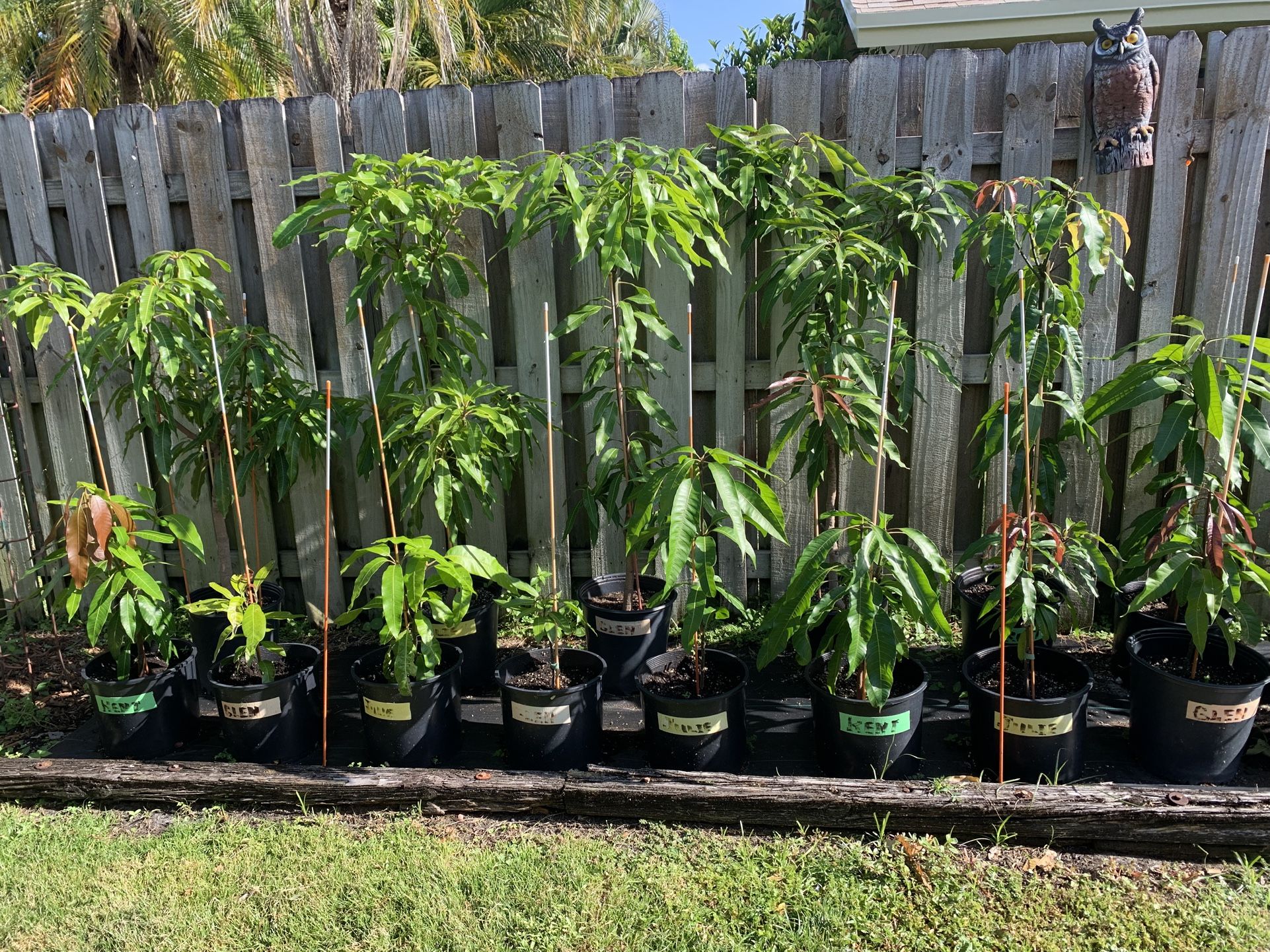 Grafted Mango Trees - 1 & 2 Yr Old - 3 To 5 Feet, Glenn, Julie, & Kent Mangos 5-Gallon