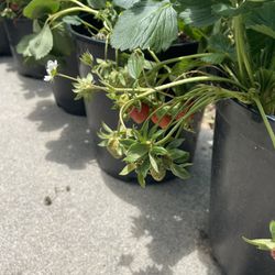 Everbearing Strawberry Plants for Sale