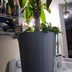 OBO Big Palm Plant East Care In A Nice Pet Food Metal Tin That Comes With A Sealed Lid And Matching Pet Food Dish 